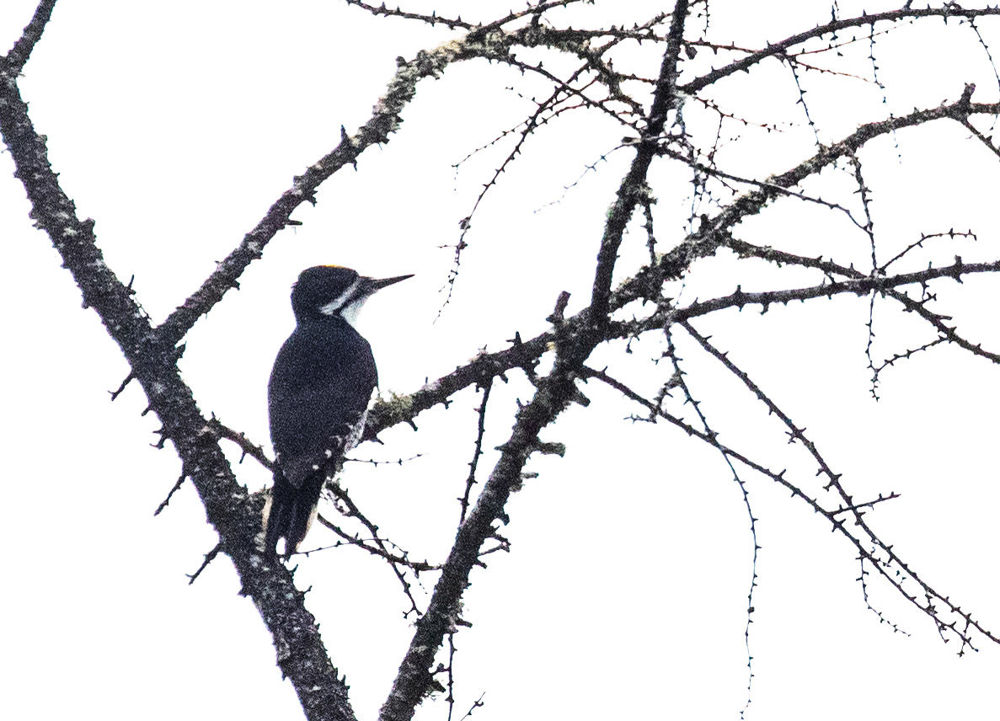 Black-backed Woodpecker © Erik Bruhnke